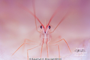 "Pink Peppermint"
I set off to photograph a peppermint s... by Susannah H. Snowden-Smith 